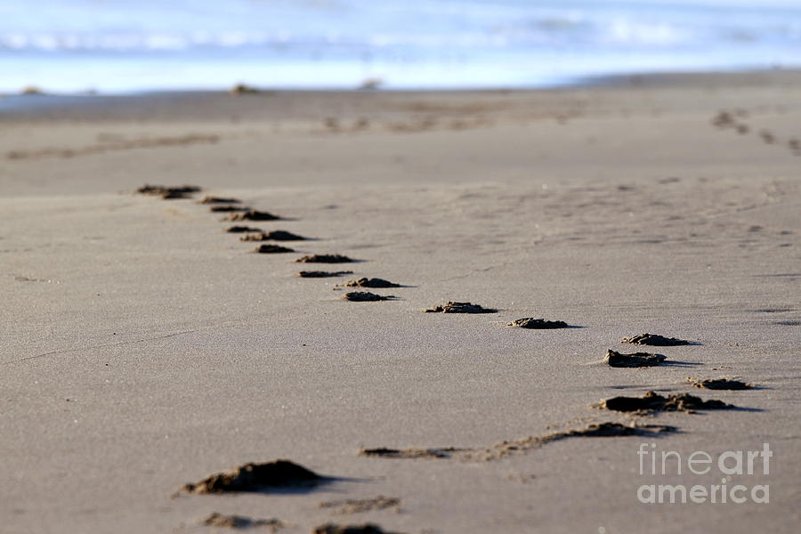 Beach Footsteps #1 Photograph by Henrik Lehnerer