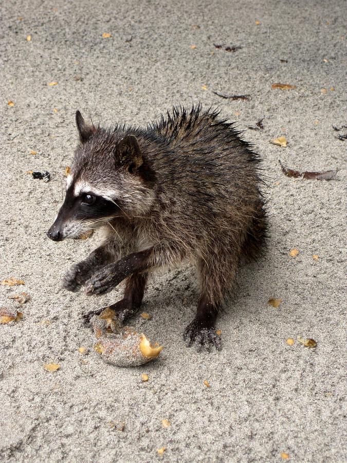 Animal Photograph - Beach Raccoon by Eric Canuel