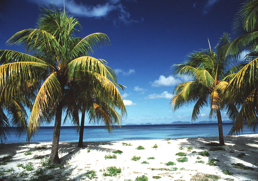 Beach With Palm Trees #1 Photograph by Peter Falkner/science Photo Library