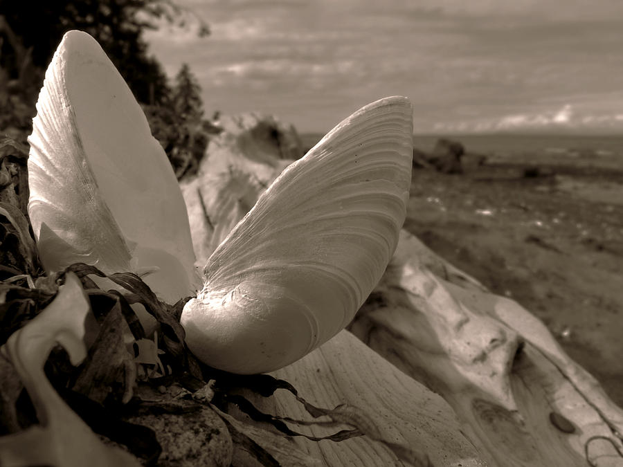 Beachcombing Photograph by Micki Findlay