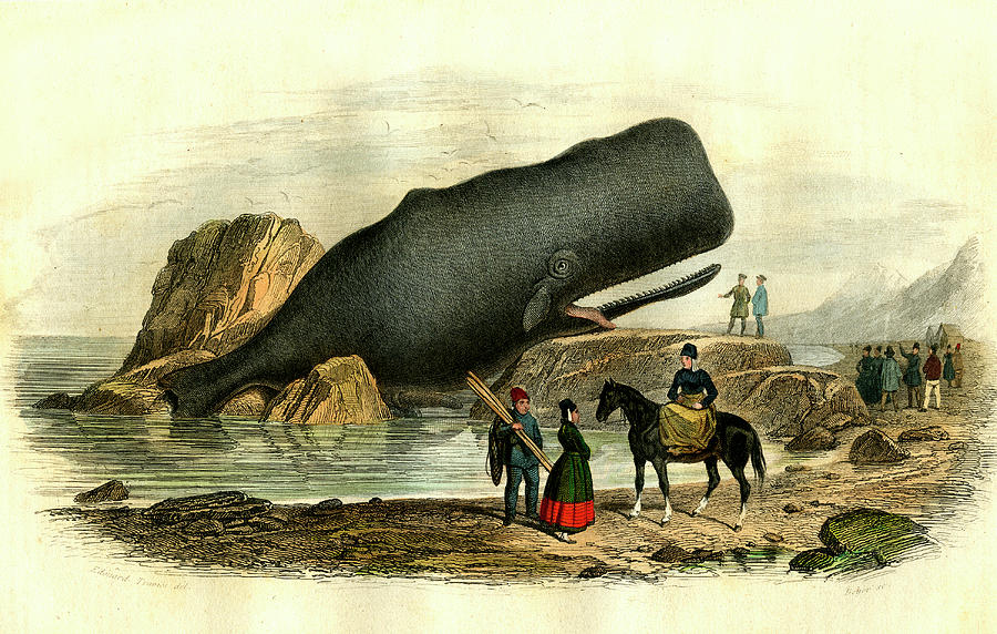 Beached Sperm Whale #1 Photograph by Collection Abecasis/science Photo Library