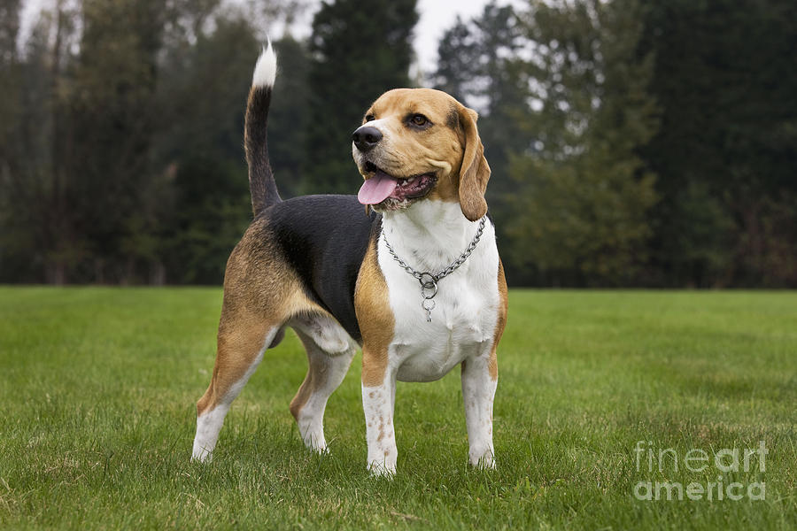 Mammal Photograph - Beagle Dog #1 by Johan De Meester