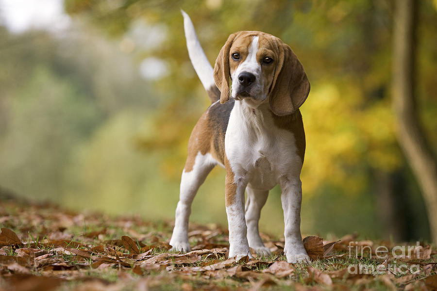 Beagle #1 Photograph by Jean-Michel Labat
