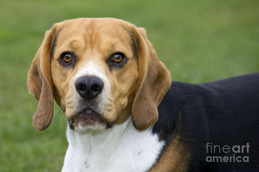 Beagle #1 Photograph by Johan De Meester