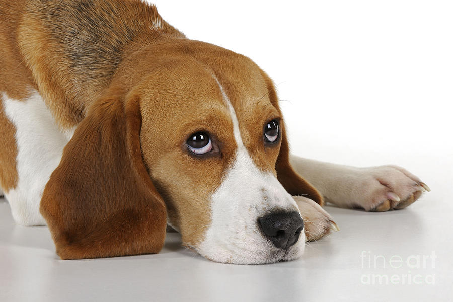 Beagle #1 Photograph by John Daniels