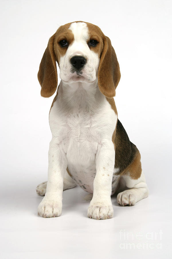 Beagle Puppy Dog #1 Photograph by John Daniels