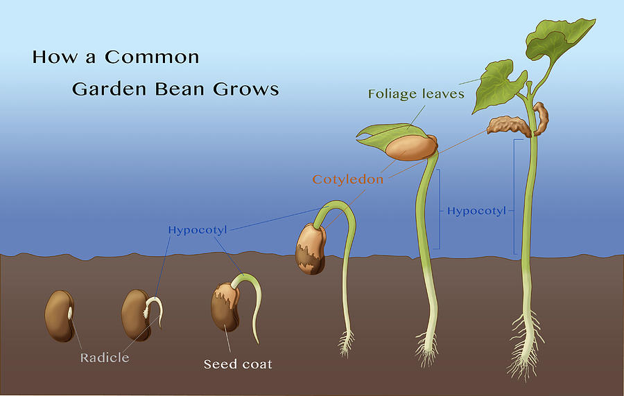 Bean Seed Germination, Illustration #2 Photograph by Monica Schroeder
