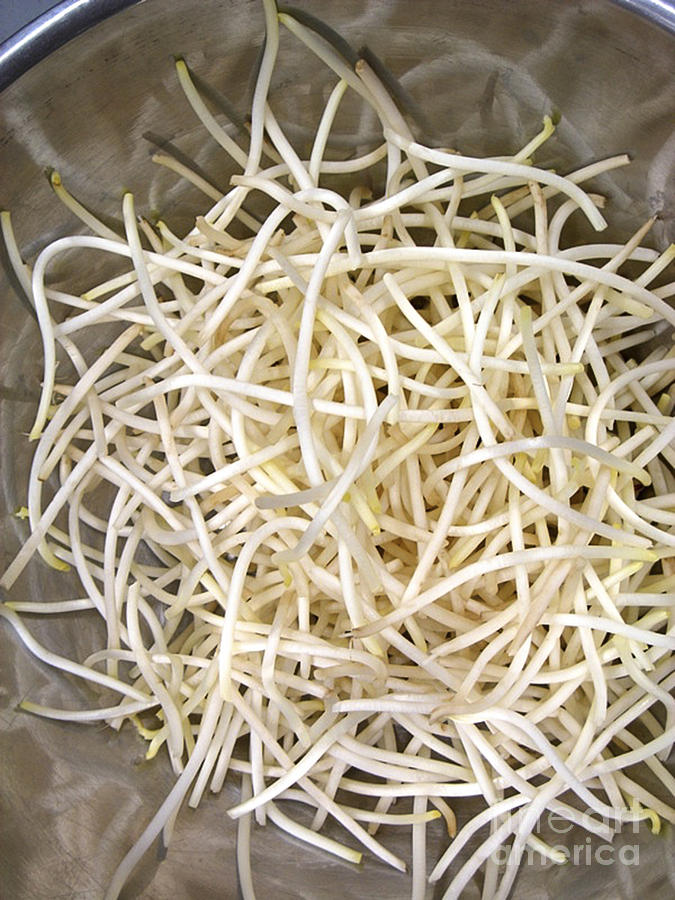 Bean Sprouts #1 Photograph by Gerald Grow