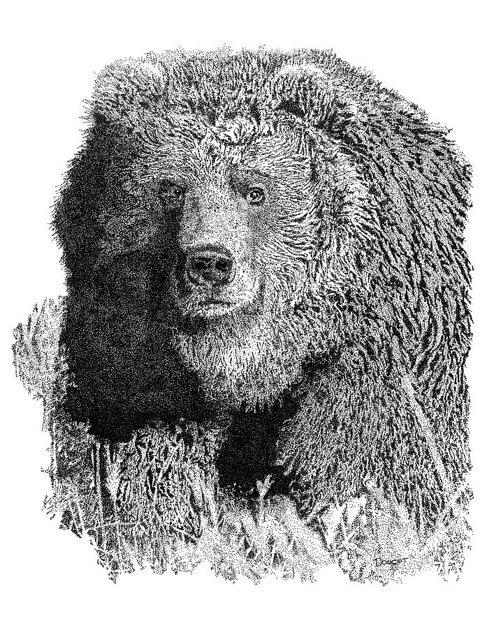 Bear 1 #1 Drawing by David Doucot