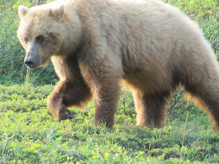 Denali National Park Photograph - Bear at Denali #1 by Lisa Dunn