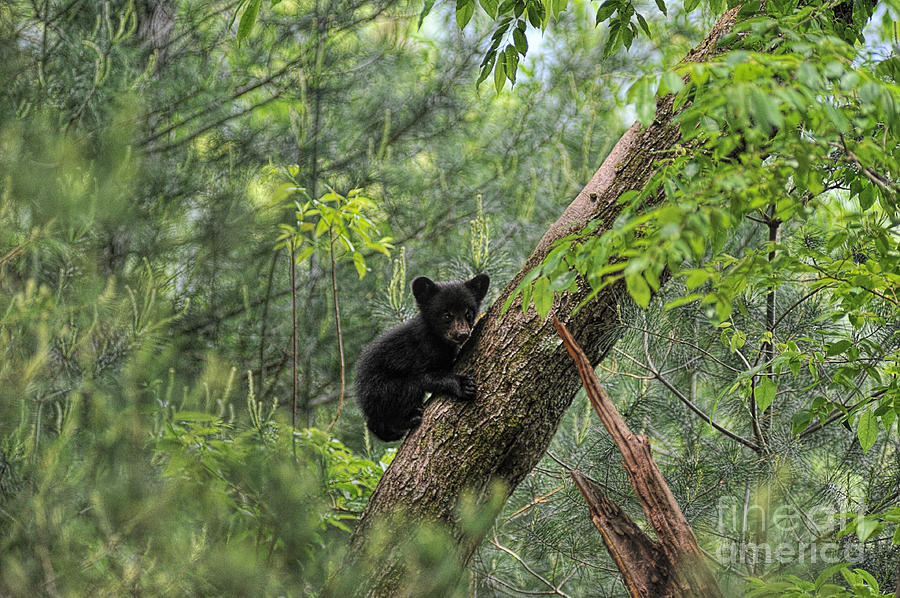 Bear cub climbing tree looking out #1 Photograph by Dan Friend
