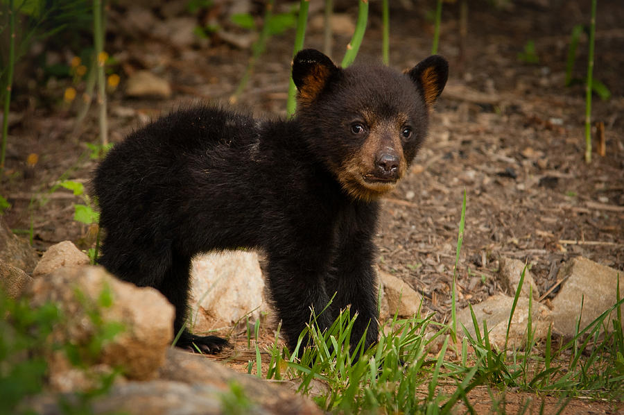 Bear Cub #1 Photograph by Joye Ardyn Durham