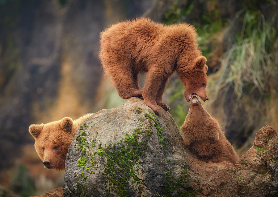 Bear Family, Cabarceno, Cantabria, Spain #1 Photograph by Sergio Saavedra -  Fine Art America