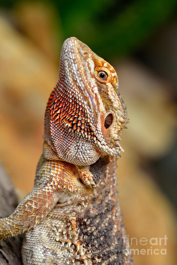 Dragon Photograph - Bearded dragon #2 by George Atsametakis