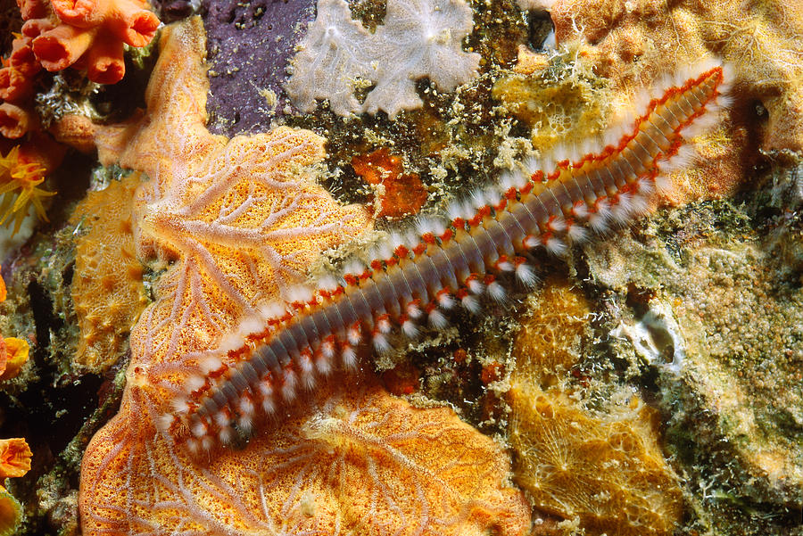 Bearded Fireworm Photograph by Andrew J. Martinez - Fine Art America