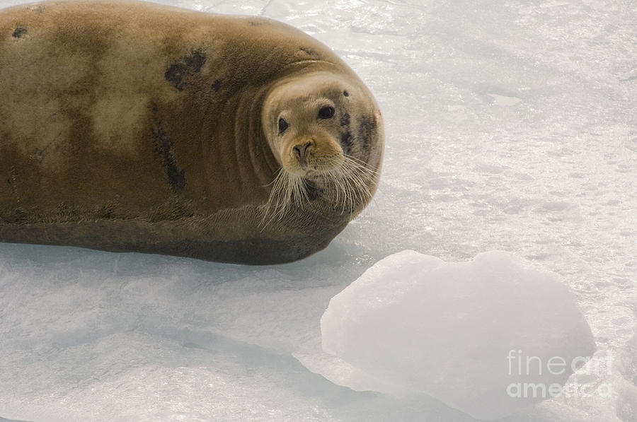 Bearded Seal On An Ice Floe #1 Photograph by John Shaw