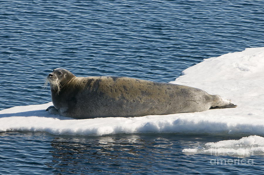 Bearded Seal On Ice Floe #1 Photograph by John Shaw