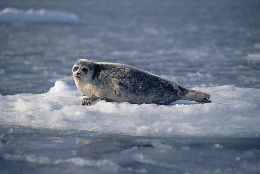 Bearded Seal On Ice Floe Norway #1 Photograph by Flip Nicklin