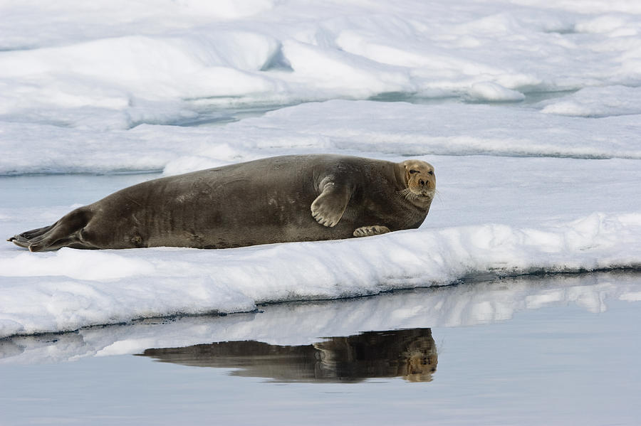 Bearded Seal On Ice Floe Norway #1 Photograph by Konrad Wothe