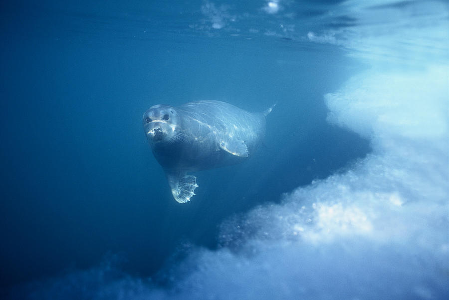 Bearded Seal Underwater Norway #1 Photograph by Flip Nicklin
