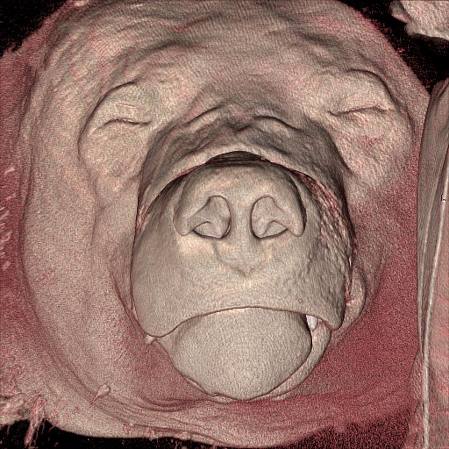 Bears Head #1 Photograph by Science Photo Library