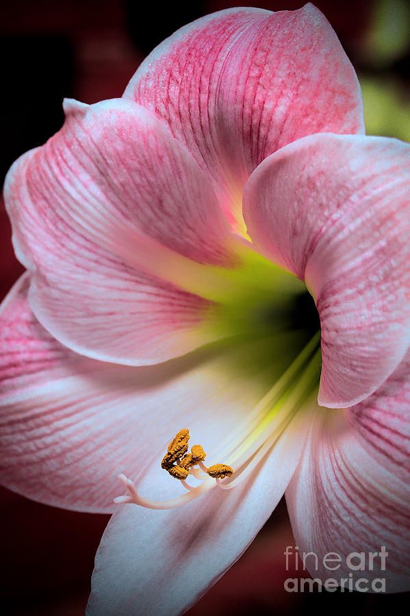 Unique Photograph - Beautiful Bloom #1 by Dave Bosse