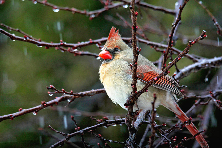 Bird Photograph - Beautiful Cardinal #1 by Trina  Ansel