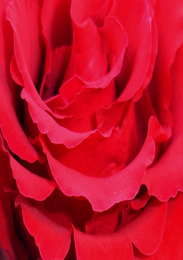 Spring Photograph - Beautiful Close Up Of Red Rose Petals #1 by Taiche Acrylic Art