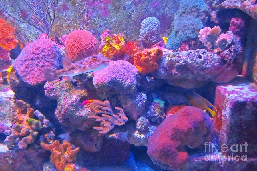 Coral Photograph - Beautiful Coral #1 by John Malone