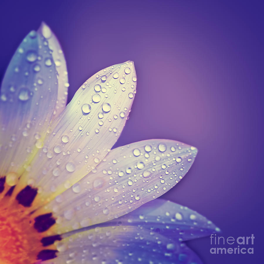 Abstract Photograph - Beautiful floral border #1 by Anna Om