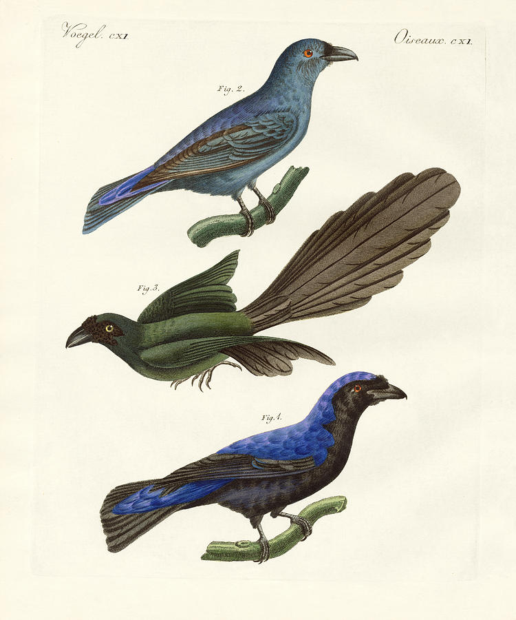 Bird Drawing - Beautiful foreign birds #1 by Splendid Art Prints