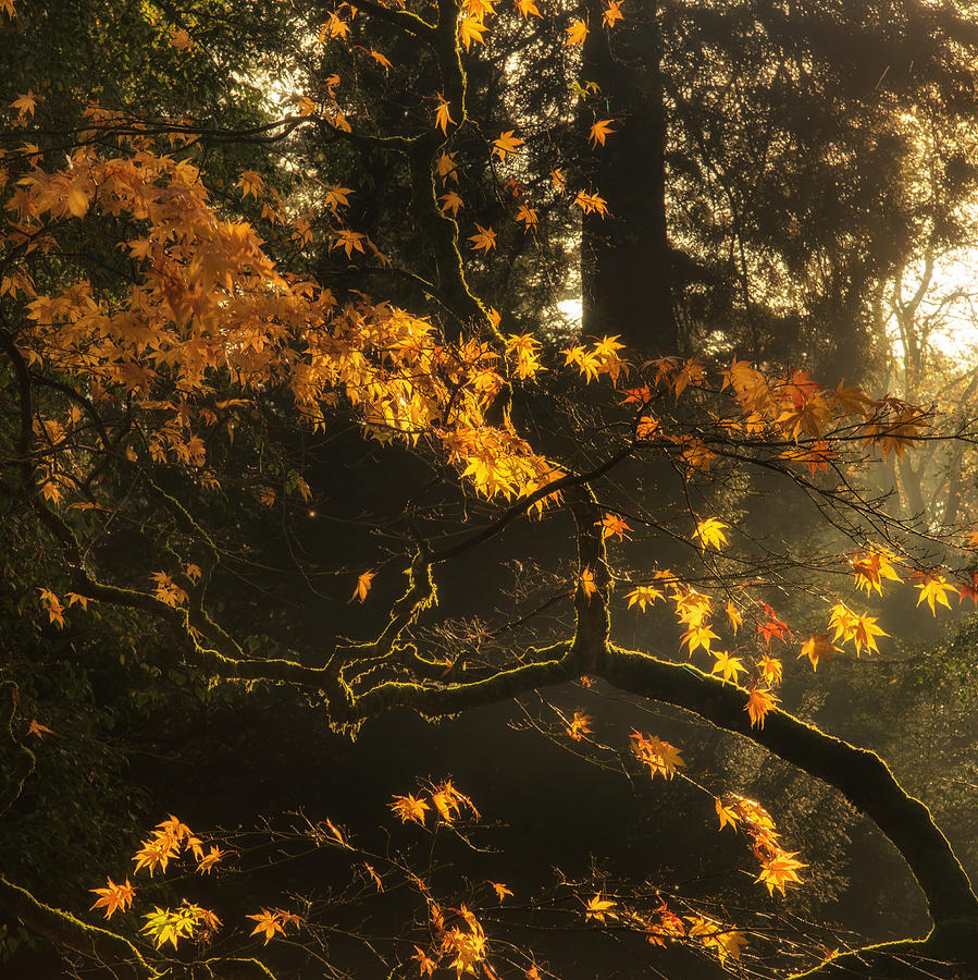 Fall Photograph - Beautiful golden Autumn leaves with bright backlighting from sun #1 by Matthew Gibson