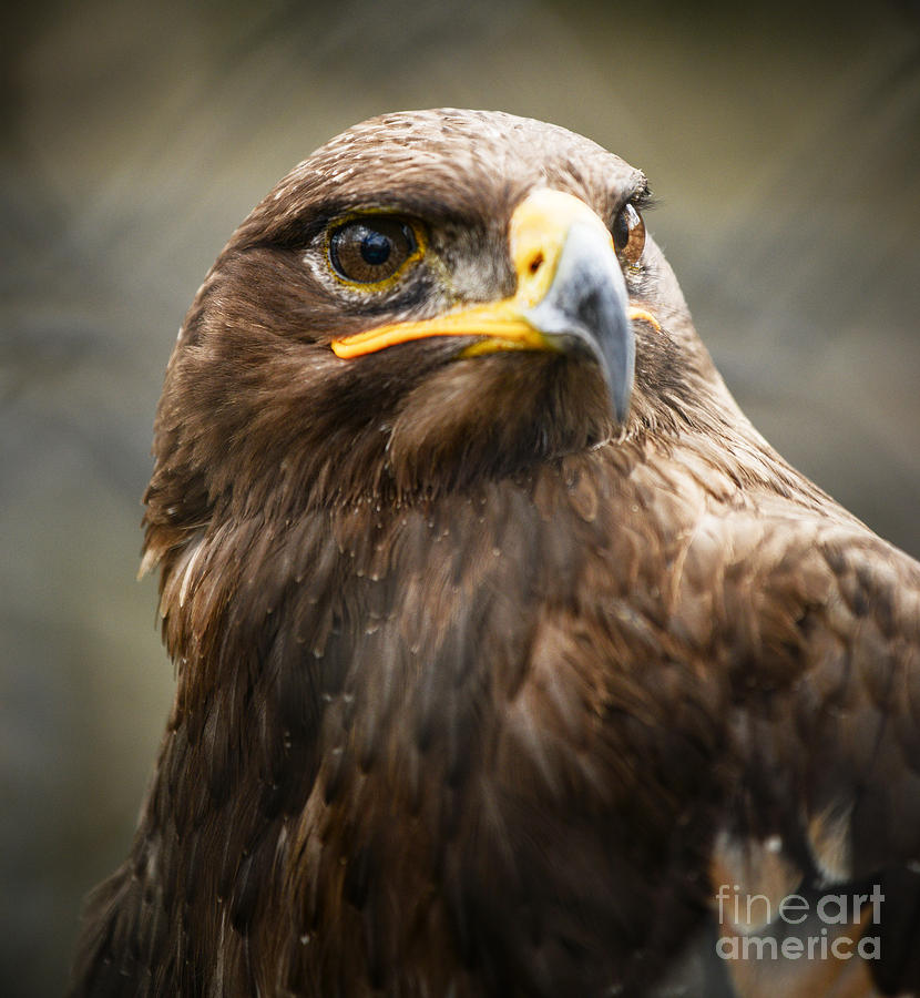  Beautiful Golden Eagle  Portrait Photograph by Aleksandar 