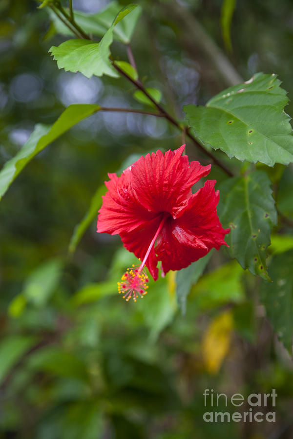 Beautiful Hibiscus Flower #1 Photograph by Gina Koch
