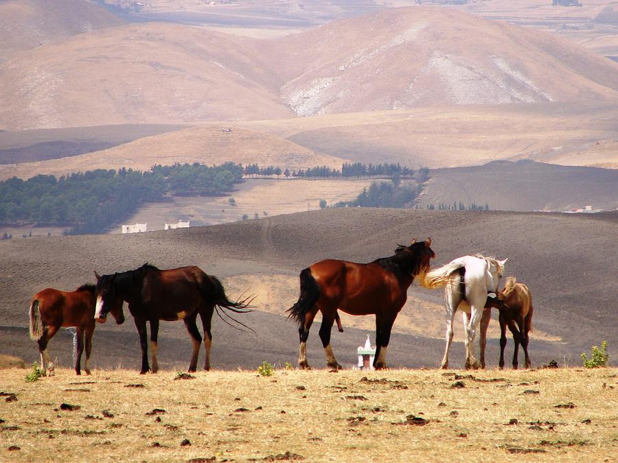 Beautiful Horses #1 Photograph by Fouzi Taleb