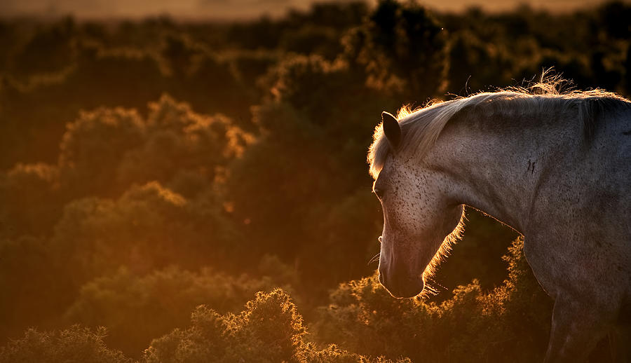 1-beautiful-image-of-new-forest-pony-horse-backlit-by-rising-sun-i-matthew-gibson.jpg