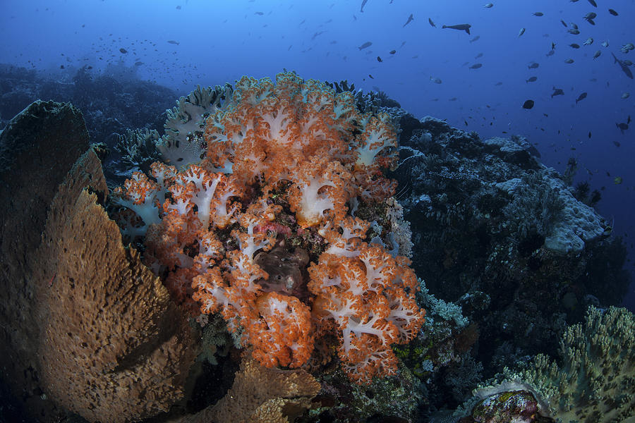 Beautiful Orange Soft Corals #1 Photograph by Ethan Daniels
