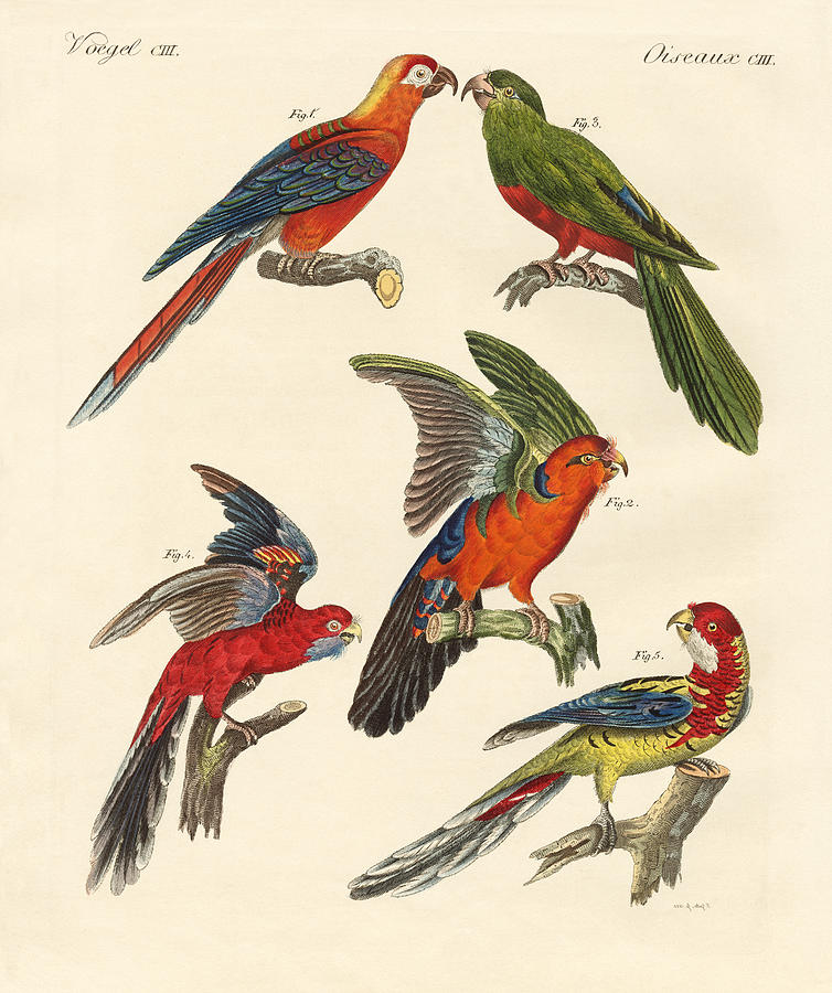 Bird Drawing - Beautiful parrots #1 by Splendid Art Prints