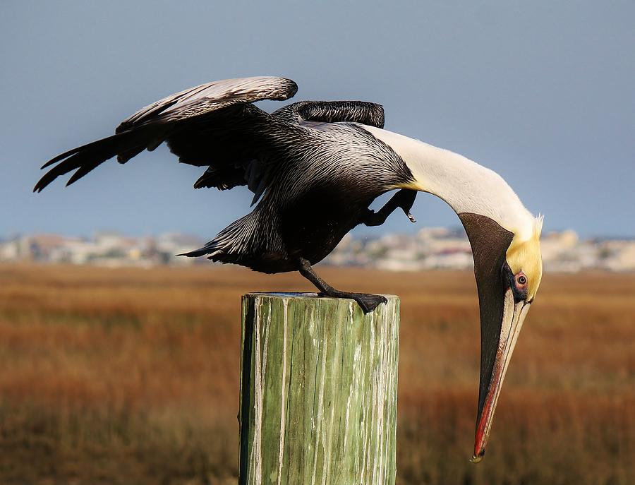 Pelican Photograph - Beautiful Pelican #1 by Paulette Thomas