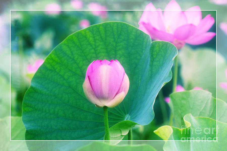 Tranquil Pink Lotus Bud Flower Green Leaf Photograph by Beverly Claire Kaiya