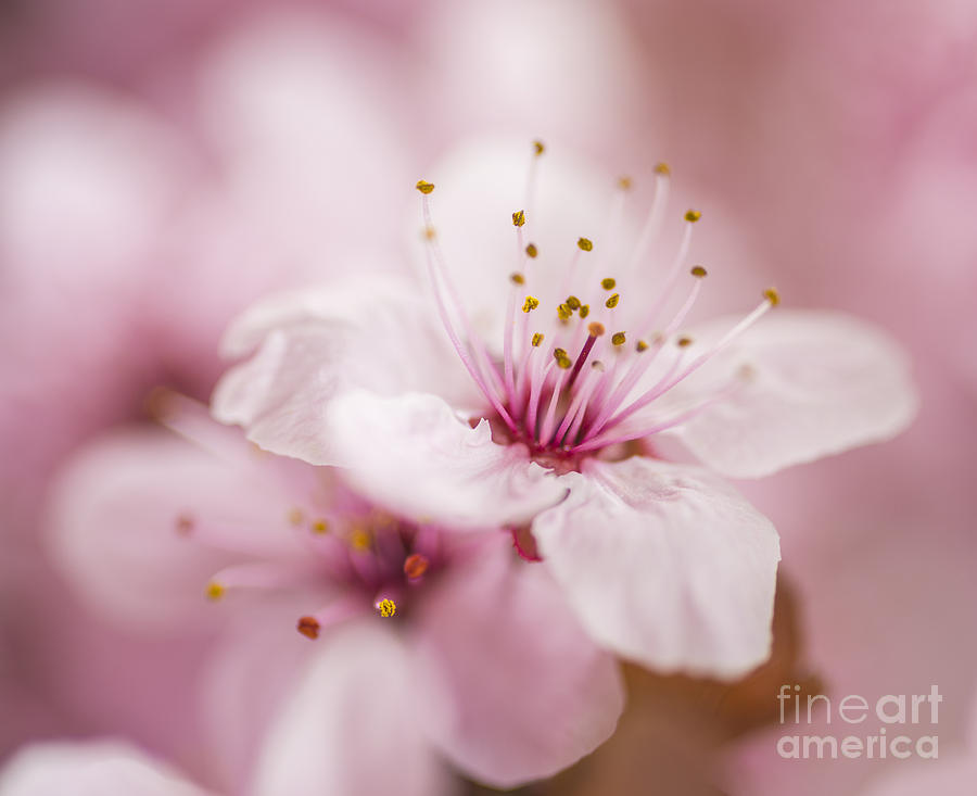 Beautiful Pink Spring Flowers  #1 Photograph by Vishwanath Bhat