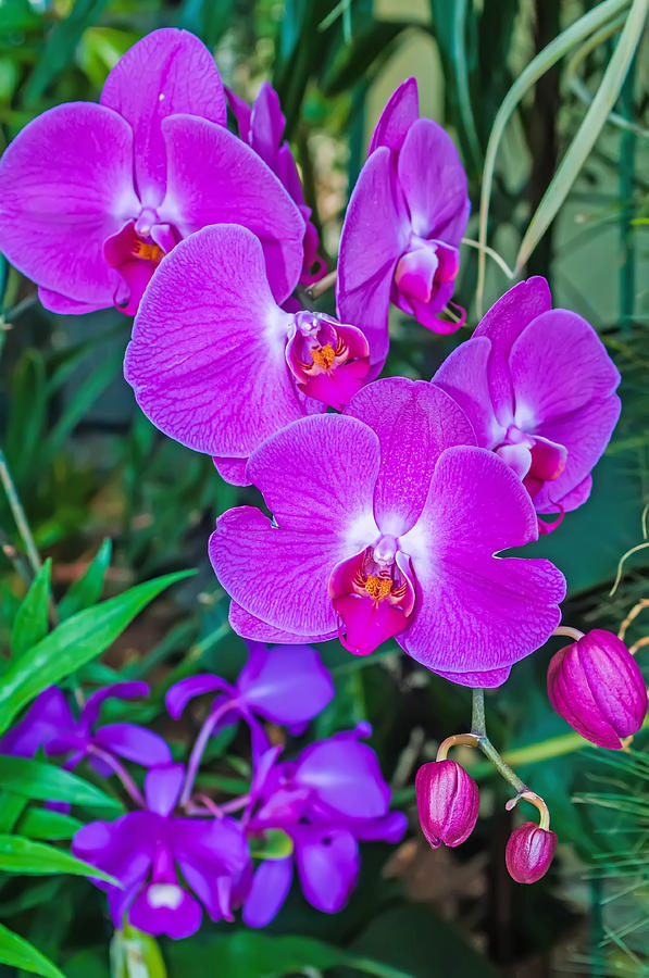 Beautiful purple orchid - phalaenopsis #1 Photograph by Alex Grichenko
