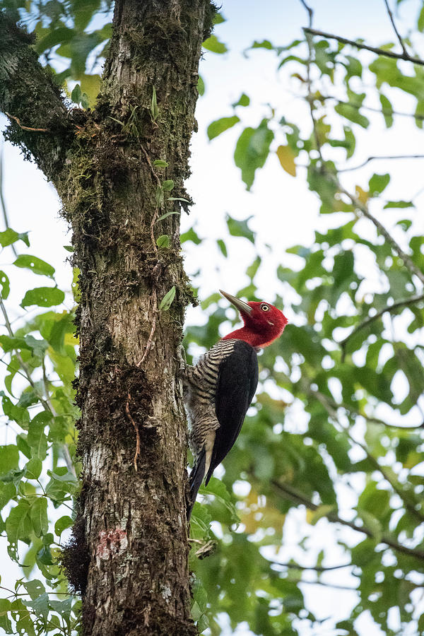 Wildlife Photograph - Beautiful Red-headed Woodpecker On Tree #1 by Vitor Marigo