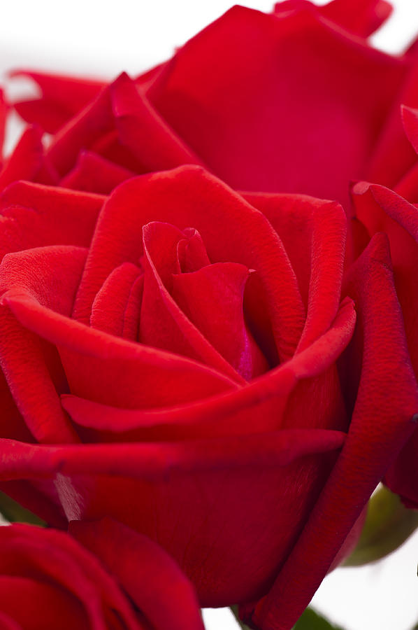 Beautiful red rose close up shoot #1 Photograph by U Schade