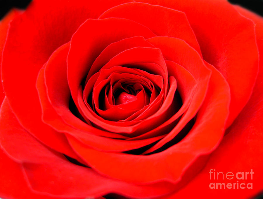 Beautiful Red Rose Photograph by Nina Ficur Feenan