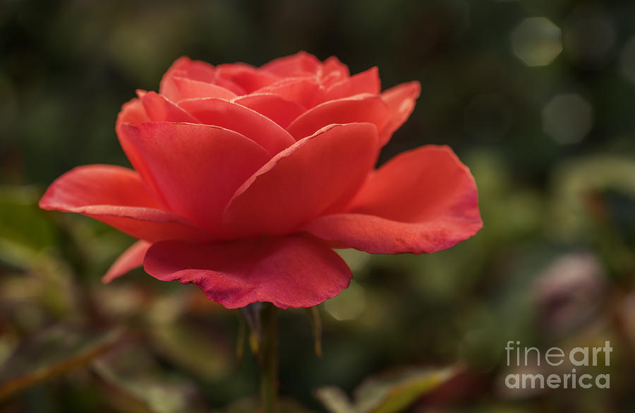 Beautiful rose #1 Photograph by Vishwanath Bhat