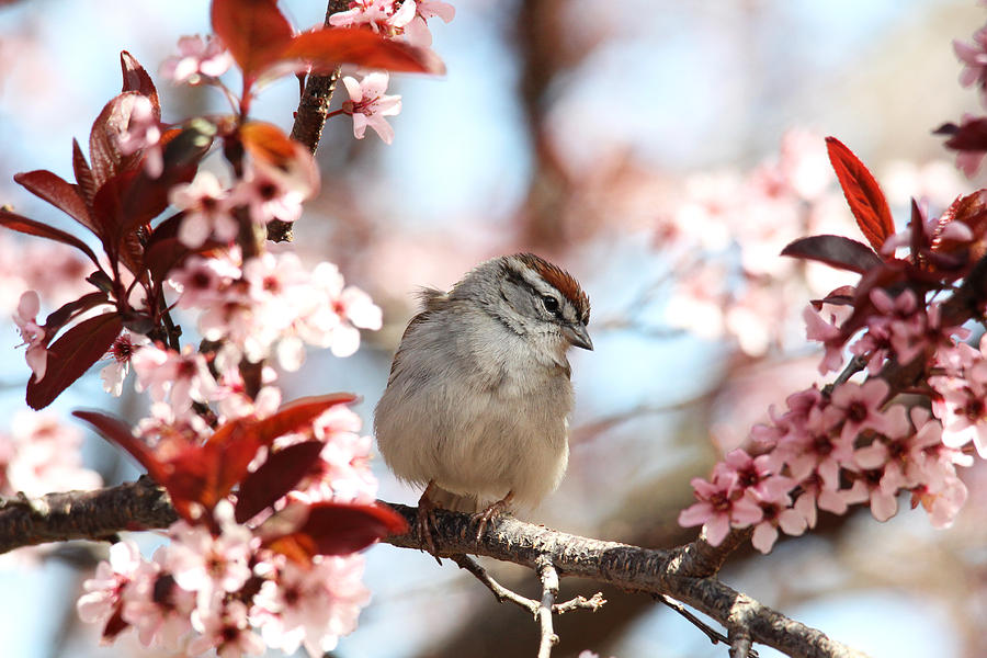 Beautiful Sparrow Photograph by Trina  Ansel