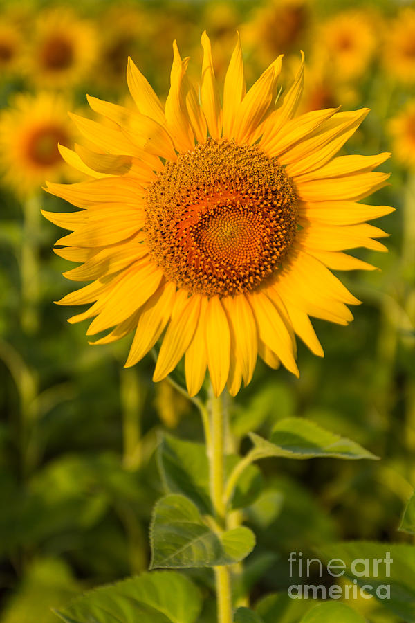 Beautiful sunflower #1 Photograph by Tosporn Preede