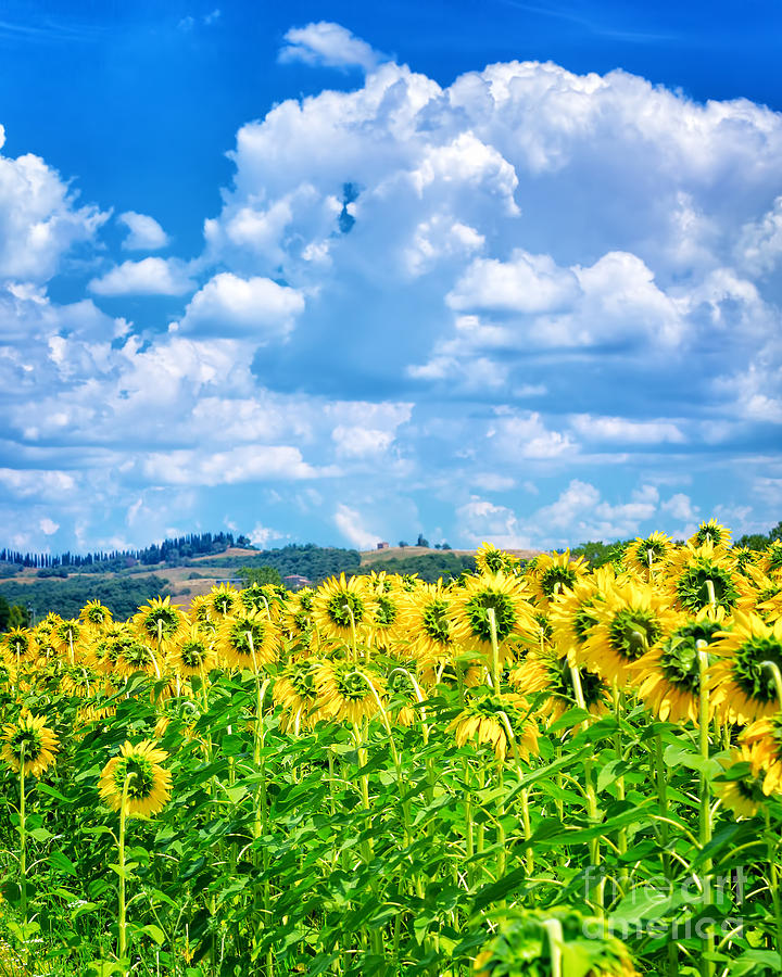 Beautiful sunflowers field #3 Photograph by Anna Om