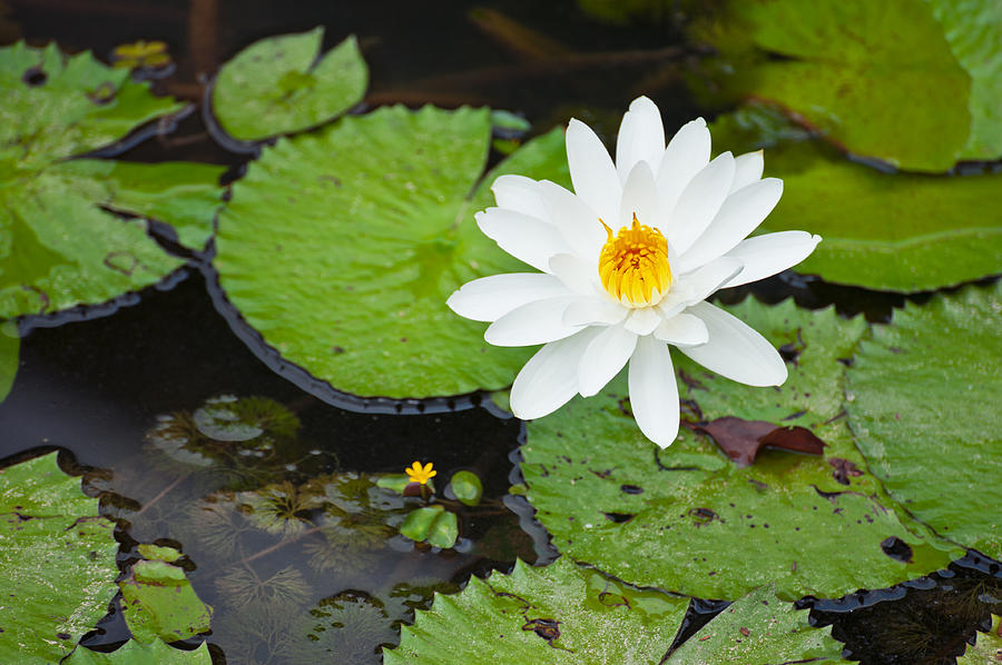 Beautiful Water lily  #1 Photograph by U Schade